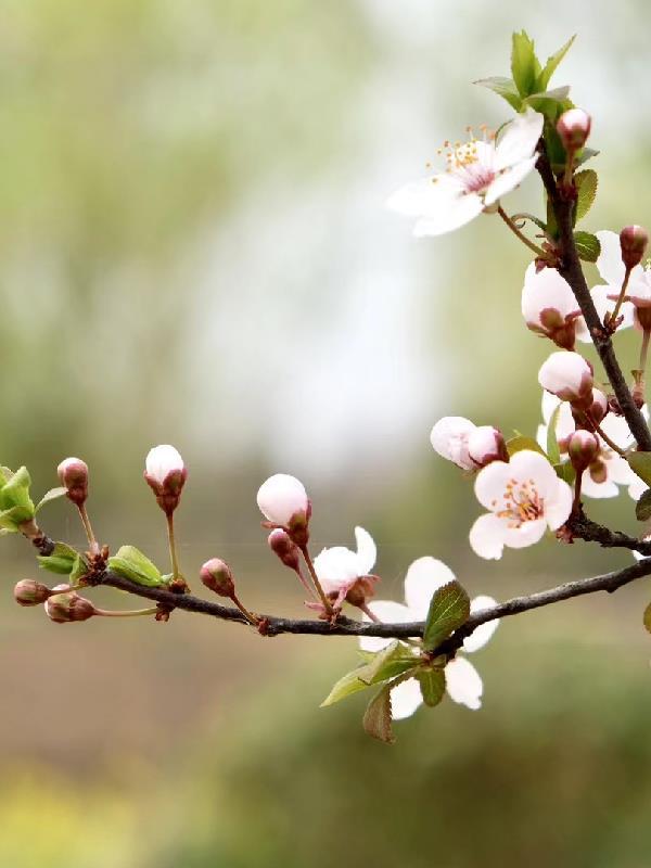 生命守护者芙蕾雅